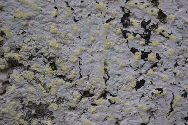 Effective Mold Remediation by Pelican Pressure Cleaning: Safeguarding Your Home and Business With Environmentally Safe Solutions