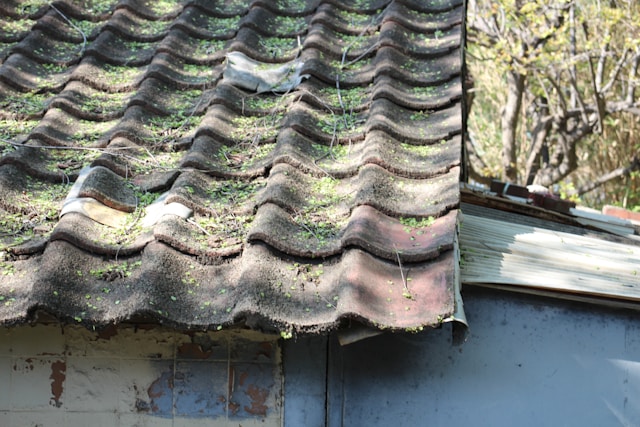Roof Cleaning & Roof Maintenance in Florida: Protecting Homes from Algae, Mold, and Weather Damage
