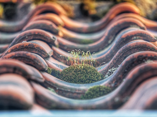 Why Professional Roof Cleaning in Naples FL Helps Protect Homes From Mold, Algae, and Weather Damage